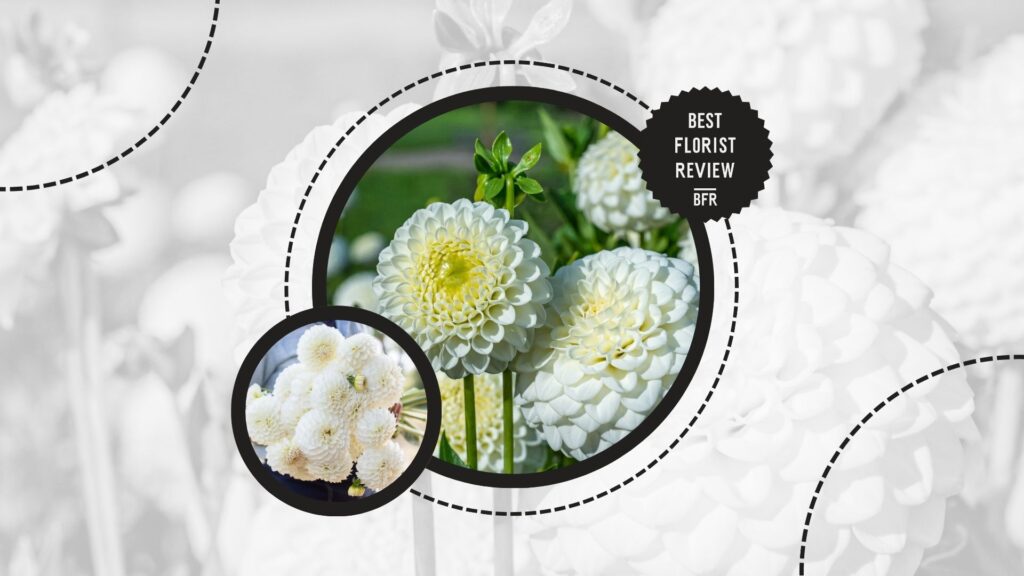 dahlia-colors-white