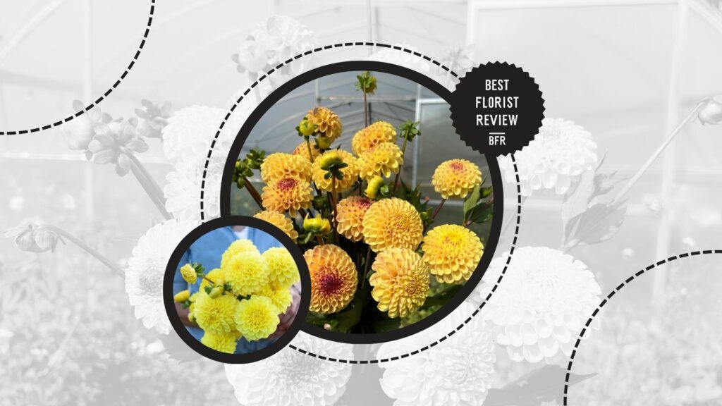 dahlia-colors-yellow