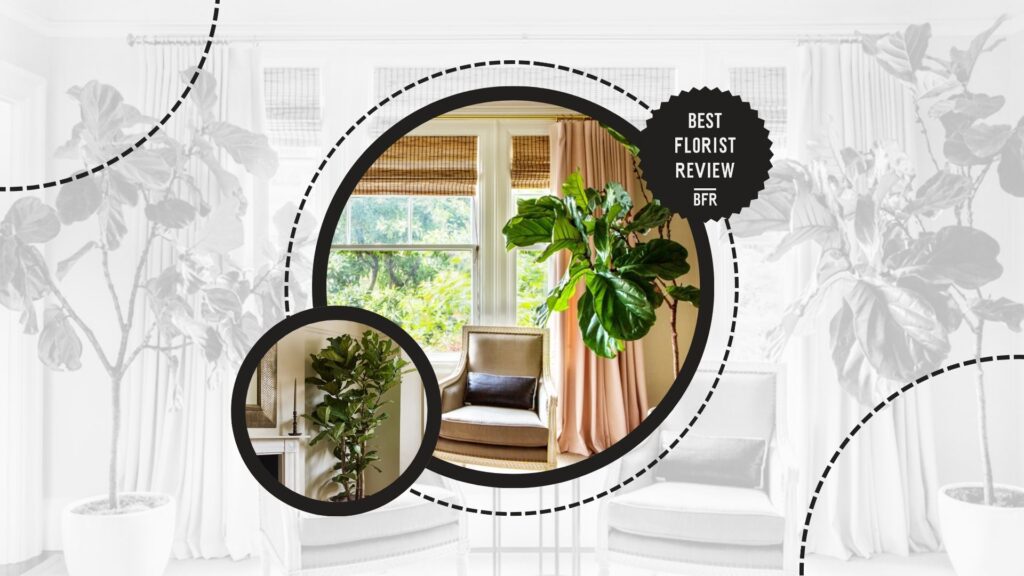 fiddle-leaf-fig