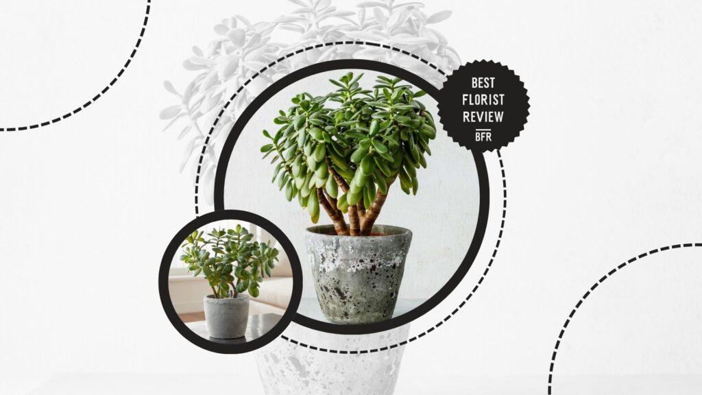 jade-plant