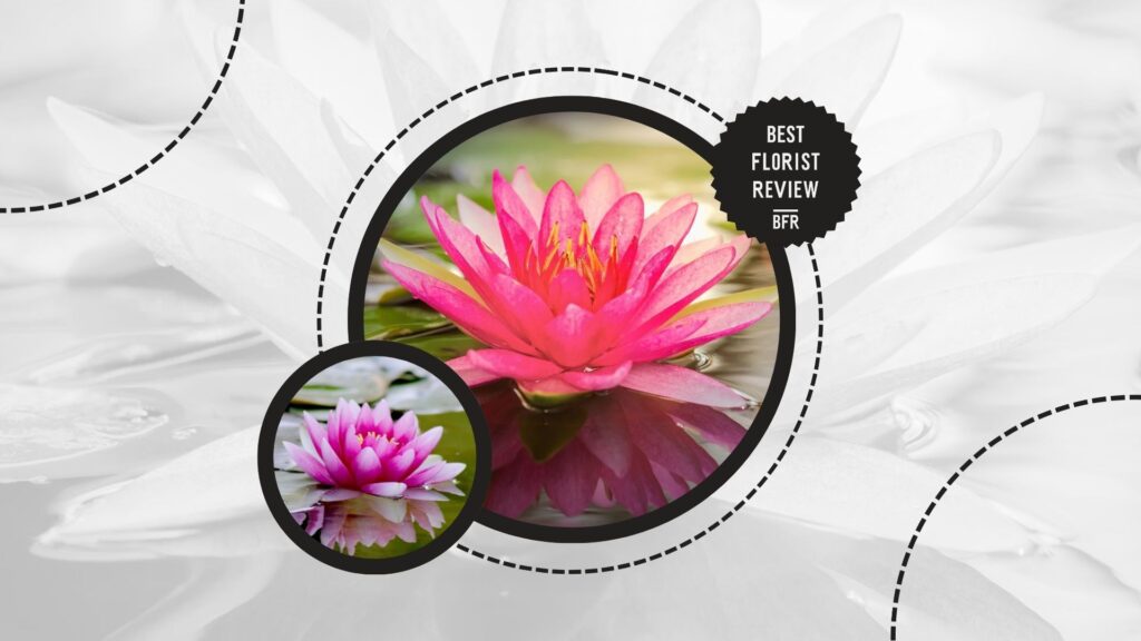 lotus-flower-botanical-origin