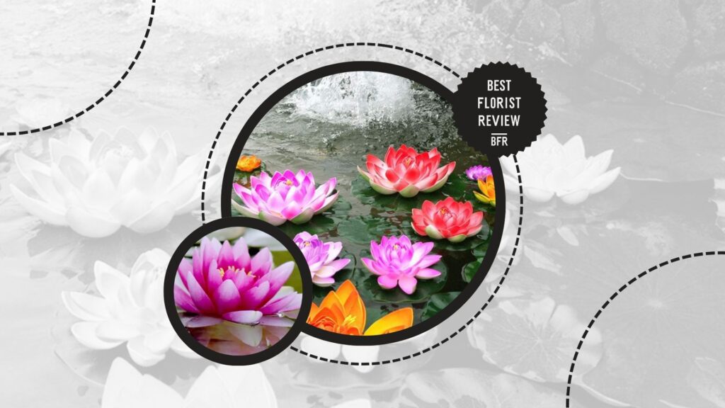 lotus-flower-colors-mean