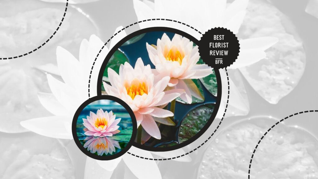 lotus-flower-used-in-gardening