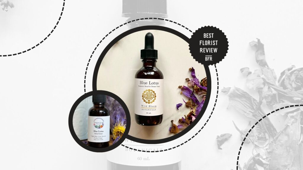 lotus-flower-used-in-medicine