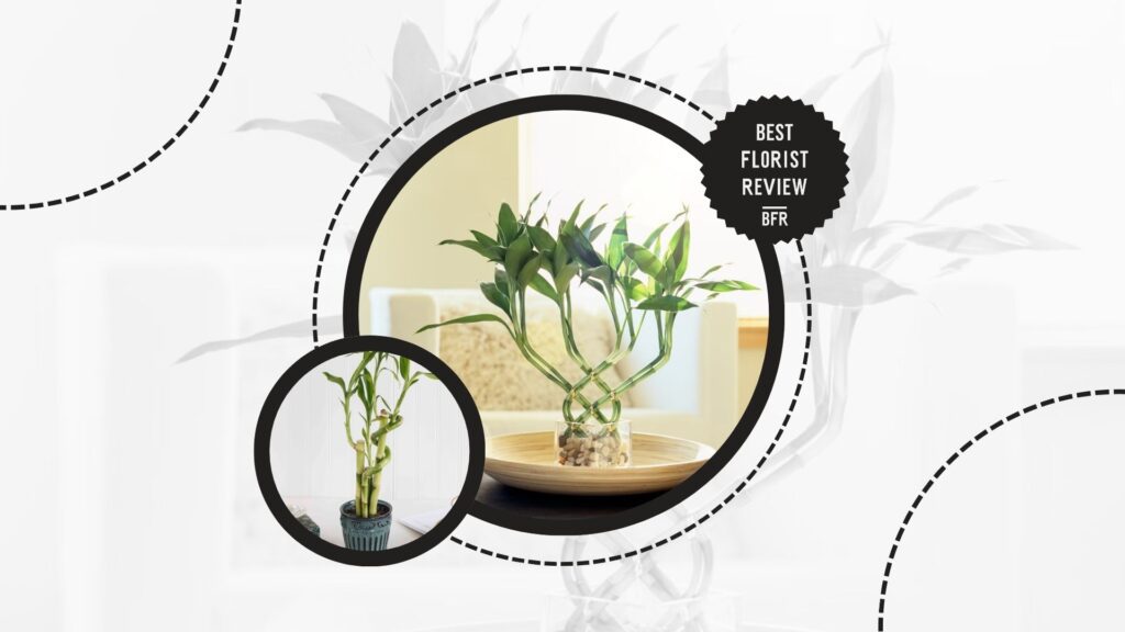 lucky-bamboo