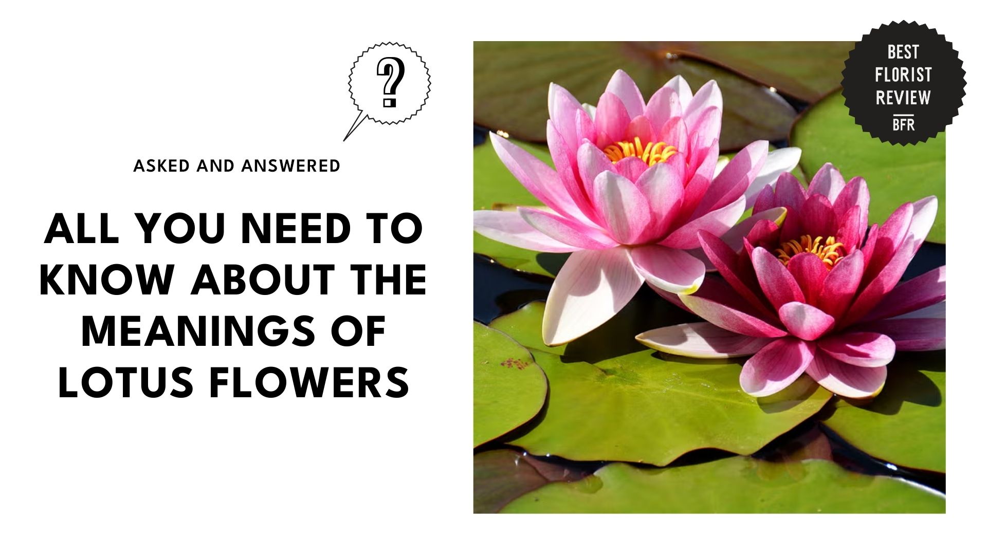 meanings-of-lotus-flowers-banner