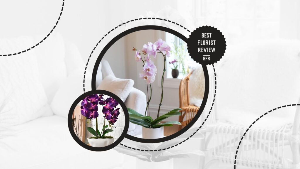 orchids
