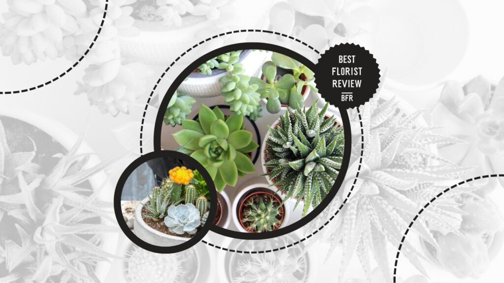 plants-to-be-avoided-for-good-feng-shui