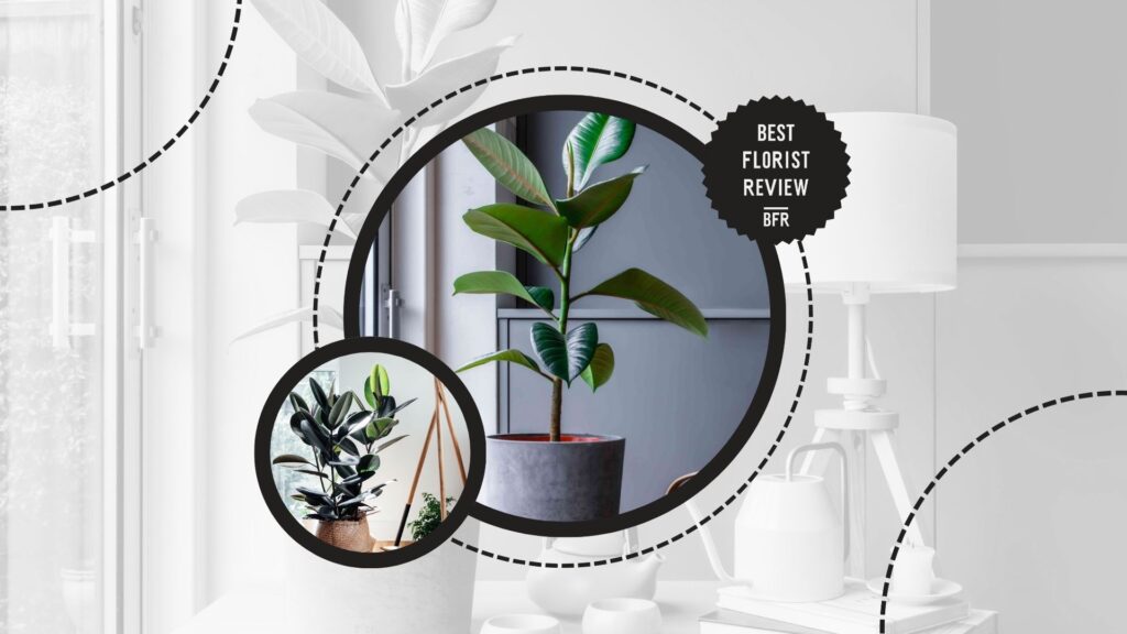 rubber-plant